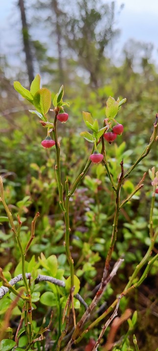 30-40 cm tall shrub with pink flowers like small Chinese lanterns, 5-7 mm diameter .