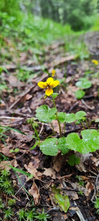 Single yellow violet-shaped flower with black-orange stripes on forest-floor.