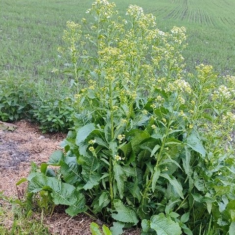 Horseradish coming along nicely