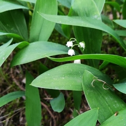 There white bells among green leaves.