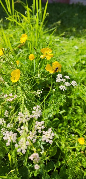 sunlight, verdure, white flowers in umbels, yellow flowers. a pollinating fly?