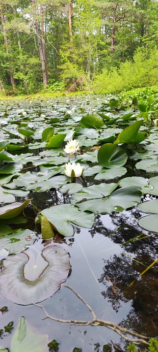 Green leaves, white flowers, yellow centers Floating in a tarn in the woods