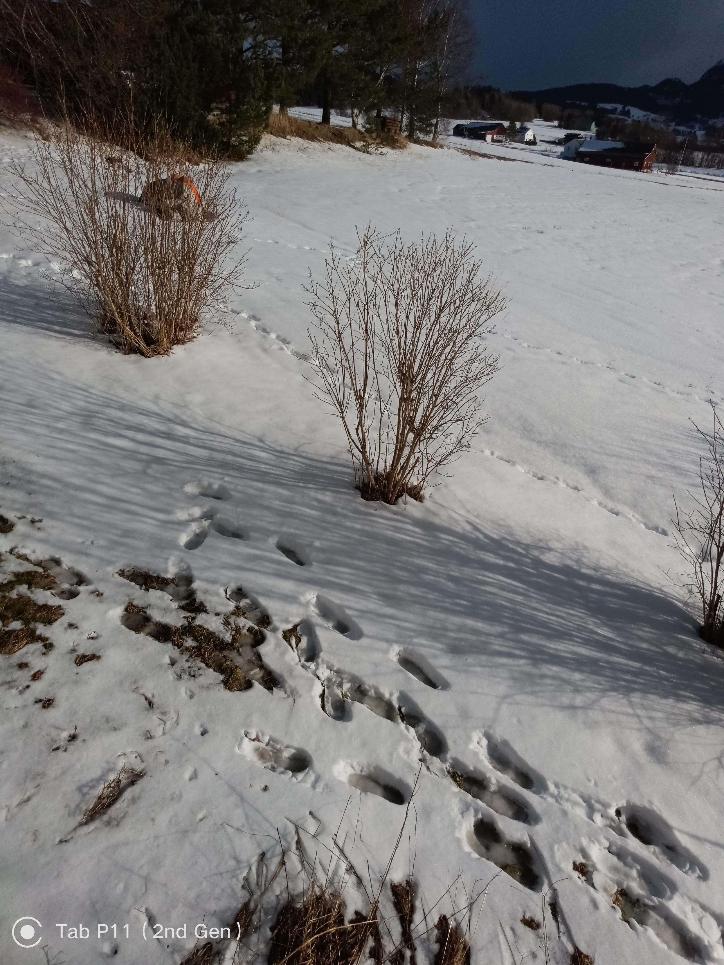 Sharp shadows on brilliant white snow. Footprints filled with slush. Moss peeking through at edges.